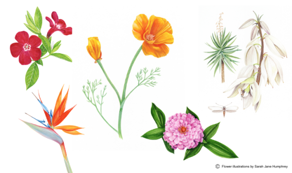 A history of flowers  illustrated by Sarah Jane Humphrey