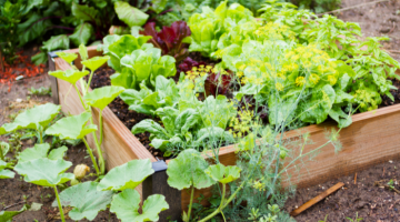 Community garden