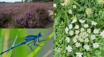 Countryside guided walks