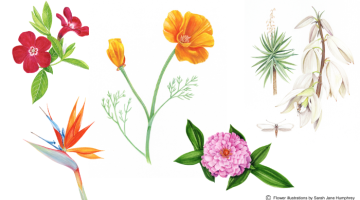 A history of flowers  illustrated by Sarah Jane Humphrey